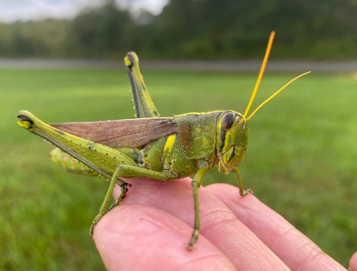 Obscure Bird Grasshopper